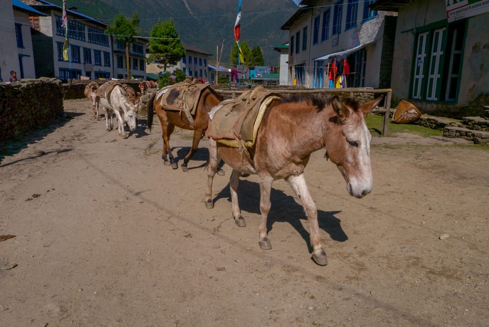 Ослики