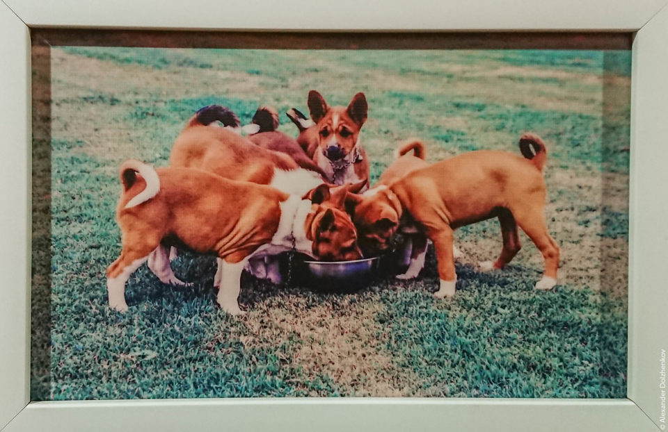 Фотографии короля Рама 9